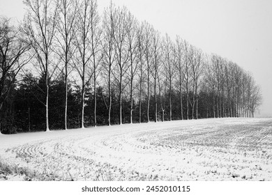 Row of trees getting covered with snow in Wisconsin in black and white