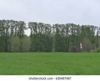 Row Of Trees At Marymoor Park, Redmond, Washington