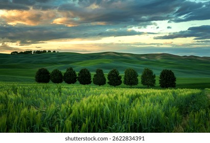 Row of trees in the middle of wheat fields on rolling hills near Palouse, Washington