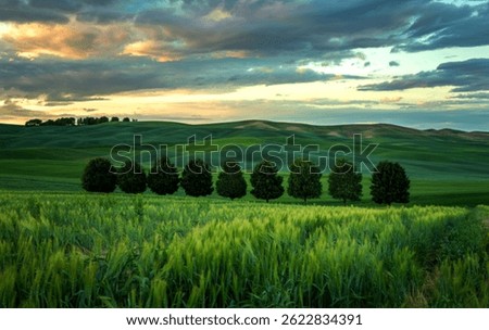 Row of trees in the middle of wheat fields on rolling hills near Palouse, Washington