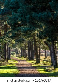 Row Of Trees In New Forest, UK In The Evening Time.