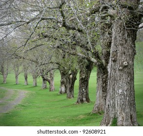 Row of Trees in a Park