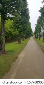 a row of trees and a path