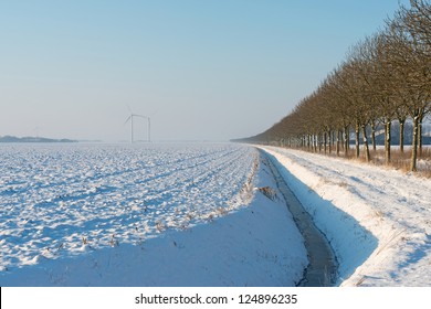 Row of trees in the snow