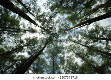 a row of trees stretched up to the sky