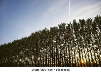 Row of Trees at Sunset