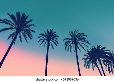 Row tropic palm trees