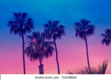 Row of tropic palm trees against sunset sky. Gradient color. Silhouette of deep palm trees. Tropic evening landscape. Diagonal purple pink gradient color. Beautiful tropic nature.