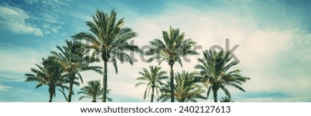
Row of tropic palm trees against blue sky. Tropical landscape. Beautiful tropic nature. Horizontal banner