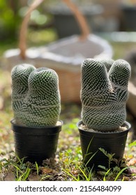 A Row Of Two Cacti Pots