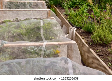 Row of vegetables covered with white net to prevent insect in the garden, feeling safe. Concept Organic salads in summer. 