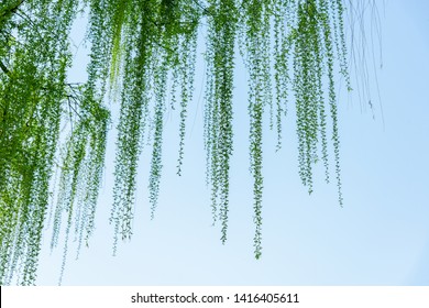 A Row Of Verdant Weeping Willows