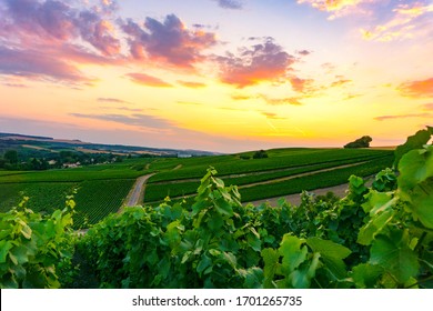 Row vine grape in champagne vineyards at montagne de reims, Reims, France