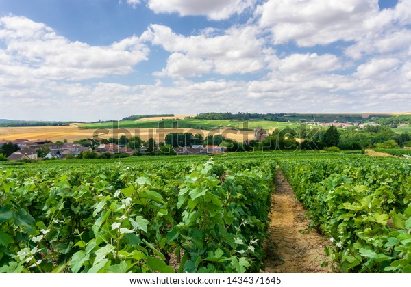 Row Vine Grape Champagne Vineyards Montagne Stock Photo