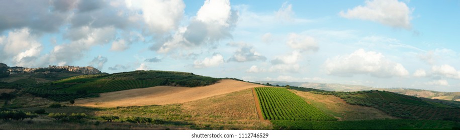 Row Vine Grape In A Vineyards At Hills In Sicily