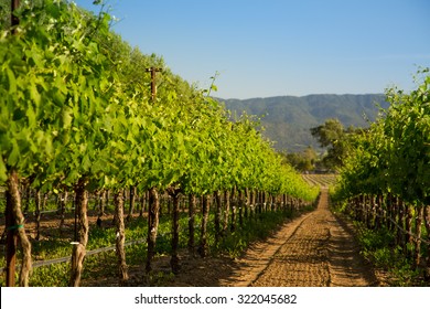 Row Of Vineyard Grape Vines