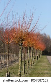 Row of willow trees