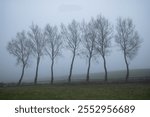 A row of willow trees growing from a fence in the countryside, set in the middle of a grassy field, blanketed by a serene winter mist and fog.