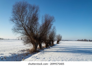 A Row Of Willows In A Snowy Field