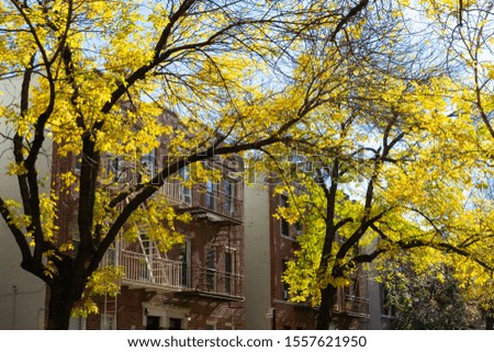 Row of Yellow Leaf Trees and Old Residential Buildings in Astoria Queens New York during Autumn