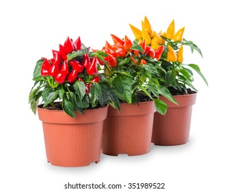 row of yellow, red, orange hot chili peppers in pot is isolated on white background