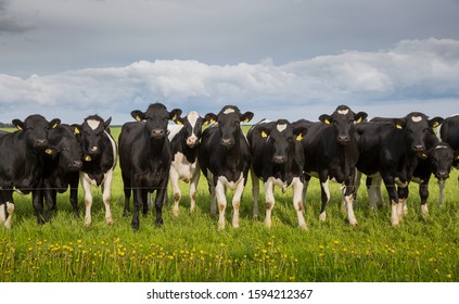 Row of young cattle lined up and observing the photographer on the pasture with the blue clouded sky background