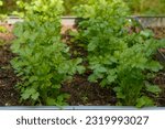 A row of young fresh green cilantro leaves growing on a garden bed in private yard. Close-up view.
Gardening, farming and horticulture concept.