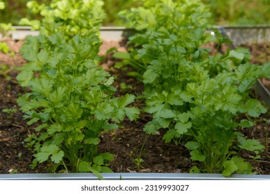 A row of young fresh green cilantro leaves growing on a garden bed in private yard. Close-up view.
					Gardening, farming and horticulture concept.