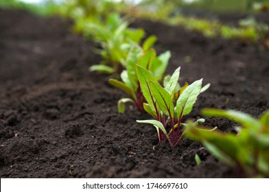 A row of young shoots of red beet. Agricultural beet plantation in the morning. Selective focus.