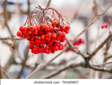  rowan