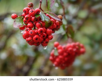 Rowan  Berries