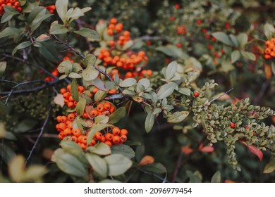 Rowan Berries In Green Shrubbery During Fall