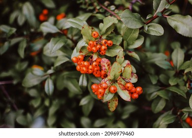 Rowan Berries In Green Shrubbery During Fall