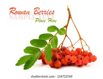 Rowan Berries Isolated On A White Background