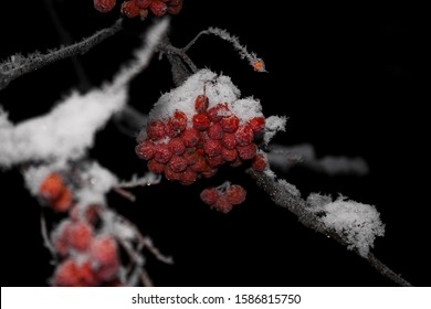 Rowan berries with snow in winter at night