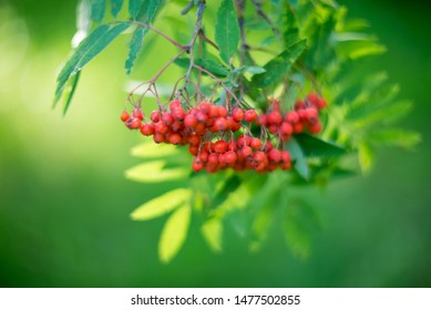 Rowan, Rowan Berry Background, Nature Bokeh