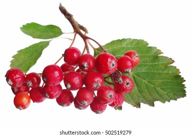 Rowan Berry. Isolated On White