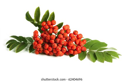 Rowan Berry (mountain Ash, Sorbus Aucuparia) Isolated On A White Background