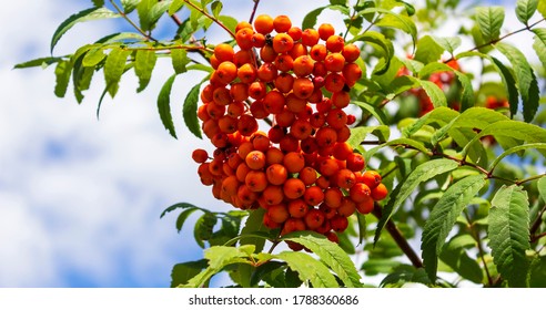 Rowan branch with a bunch of red ripe berries. Sorbus aucuparia tree closeup on sky background