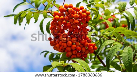 Rowan branch with a bunch of red ripe berries. Sorbus aucuparia tree closeup on sky background