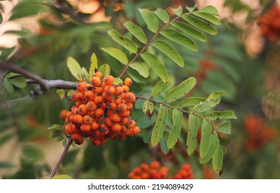 A rowan branch with corymb of many bright orange pomes. Orange fuits of mountain-ash with green leaves in the background. A tree in summer with sunset sky behind. Little rowanberries in a cluster. - Shutterstock ID 2194089429