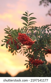 A rowan branch with corymb of many bright orange pomes. Orange fuits of mountain-ash with green leaves in the background. A tree in summer with sunset sky behind. Little rowanberries in a cluster. - Shutterstock ID 2197141177