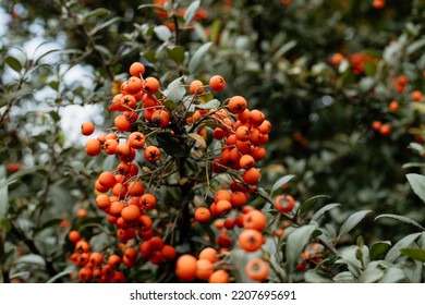 A rowan branch with corymb of many bright orange pomes. Orange fuits of mountain-ash with green leaves in the background. Little rowanberries in a cluster. - Shutterstock ID 2207695691