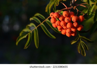 Rowan Branch In The Forest