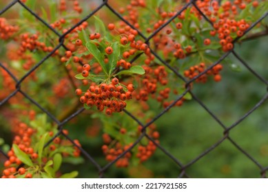 Rowan Branch In The Forest