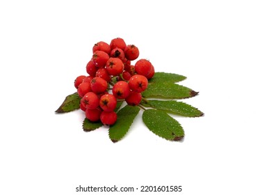 Rowan Isolated On White Background