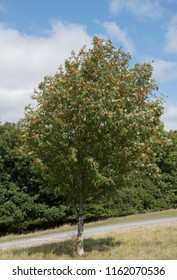 Rowan Or Mountain Ash Tree (Sorbus Aucuparia) In Rural Devon, England, UK