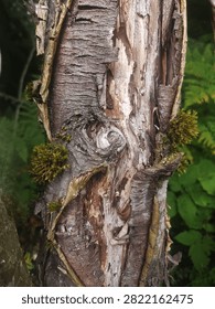 Rowan with torn bark in forest