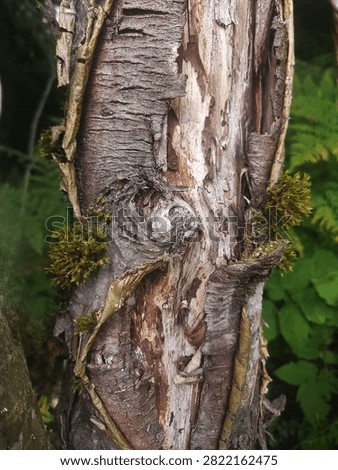 Rowan with torn bark in forest