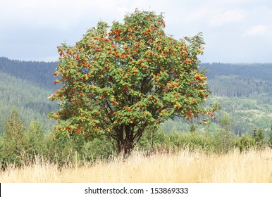 Rowan Tree